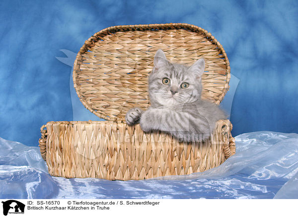 Britisch Kurzhaar Ktzchen in Truhe / british shorthair kitten in chest / SS-16570