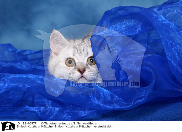 Britisch Kurzhaar KtzchenBritisch Kurzhaar Ktzchen versteckt sich / hiding british shorthair kitten / SS-16577