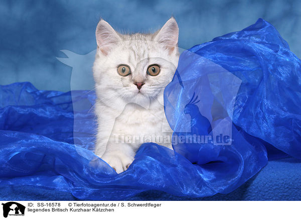 liegendes Britisch Kurzhaar Ktzchen / lying british shorthair kitten / SS-16578