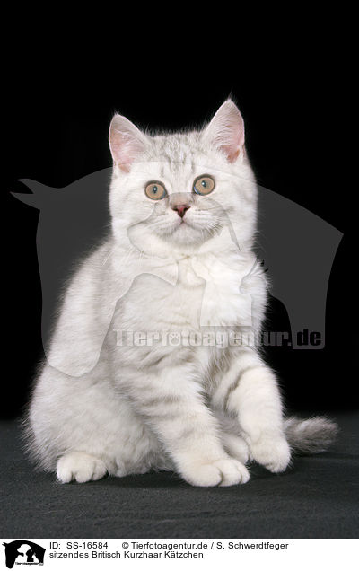 sitzendes Britisch Kurzhaar Ktzchen / sitting british shorthair kitten / SS-16584