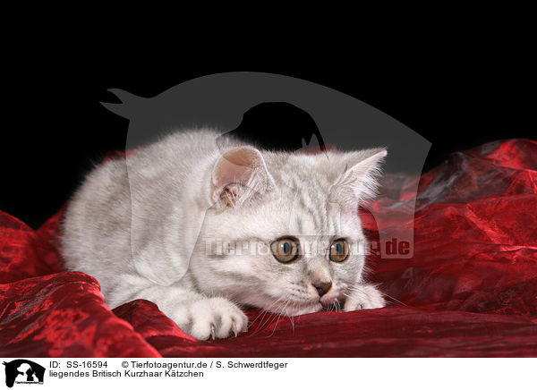 liegendes Britisch Kurzhaar Ktzchen / lying british shorthair kitten / SS-16594