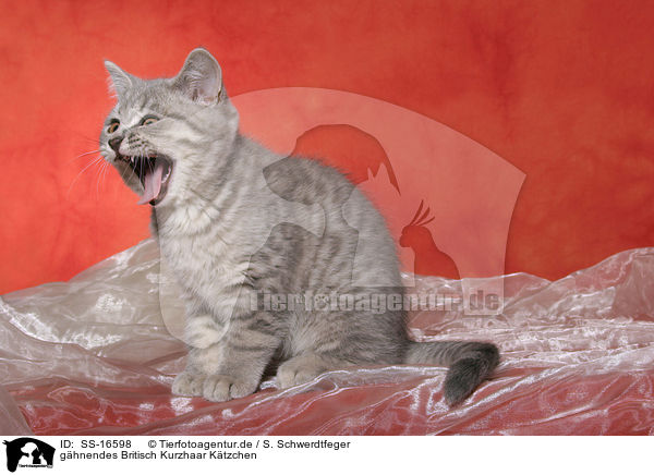 ghnendes Britisch Kurzhaar Ktzchen / yawning british shorthair kitten / SS-16598