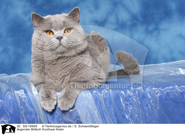 liegender Britisch Kurzhaar Kater / lying british shorthaired tomcat / SS-16669