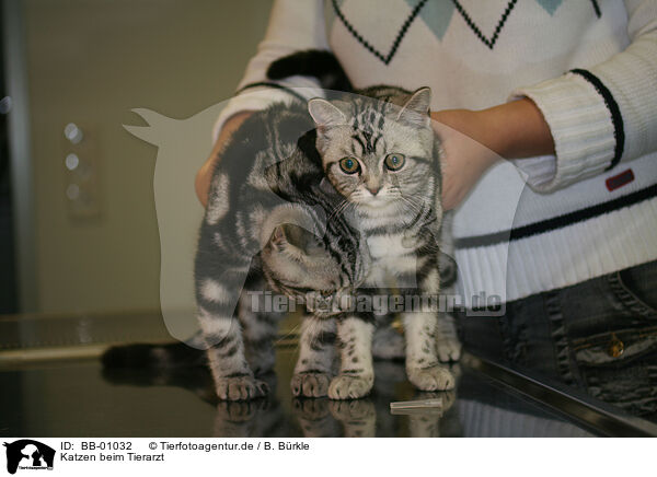 Katzen beim Tierarzt / BB-01032