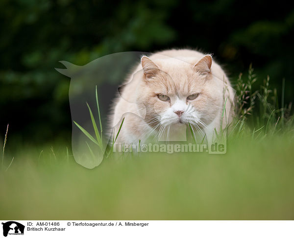 Britisch Kurzhaar / british shorthair / AM-01486