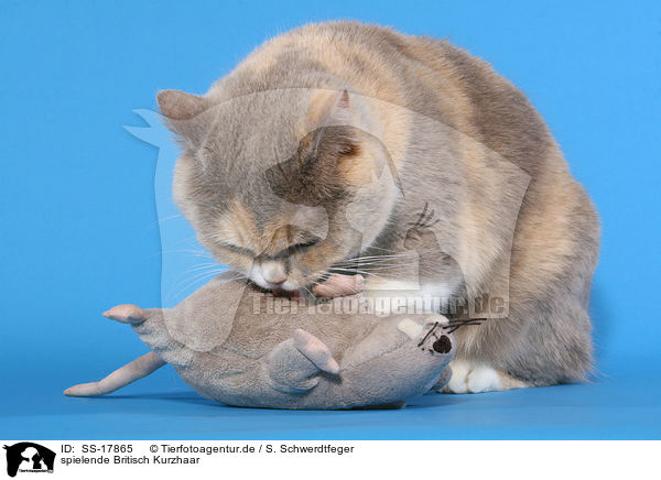 spielende Britisch Kurzhaar / playing British Shorthair / SS-17865