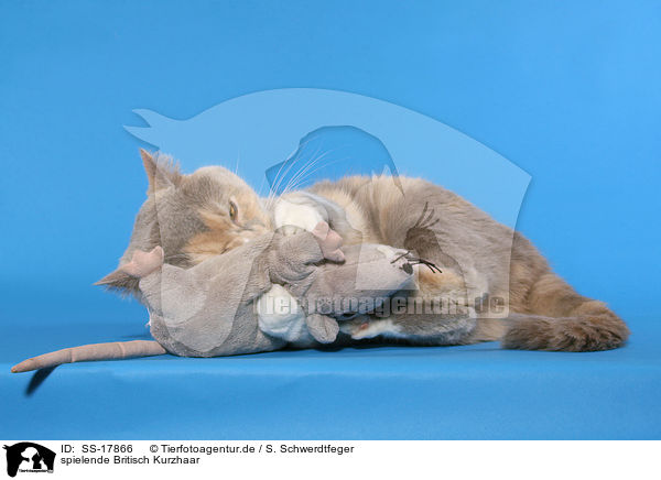 spielende Britisch Kurzhaar / playing British Shorthair / SS-17866