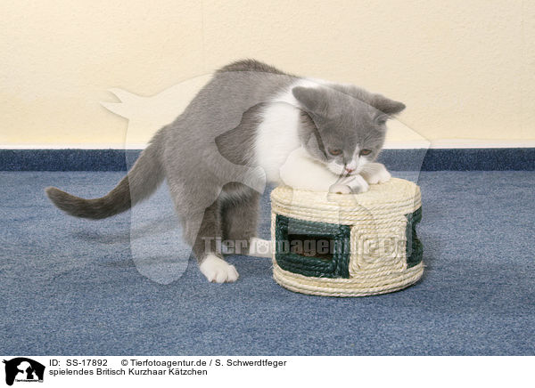 spielendes Britisch Kurzhaar Ktzchen / playing British Shorthair Kitten / SS-17892