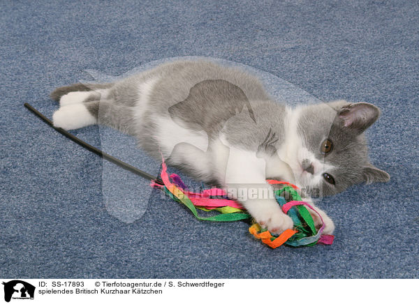 spielendes Britisch Kurzhaar Ktzchen / playing British Shorthair Kitten / SS-17893