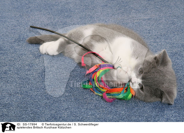 spielendes Britisch Kurzhaar Ktzchen / playing British Shorthair Kitten / SS-17894