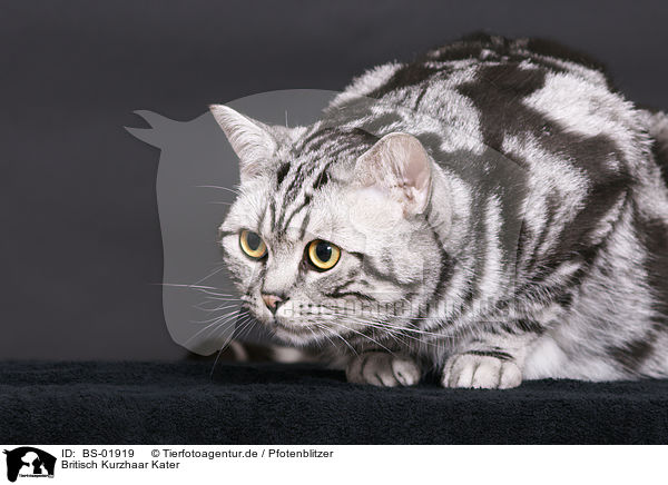 Britisch Kurzhaar Kater / british shorthair tomcat / BS-01919