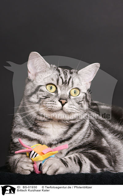 Britisch Kurzhaar Kater / british shorthair tomcat / BS-01930