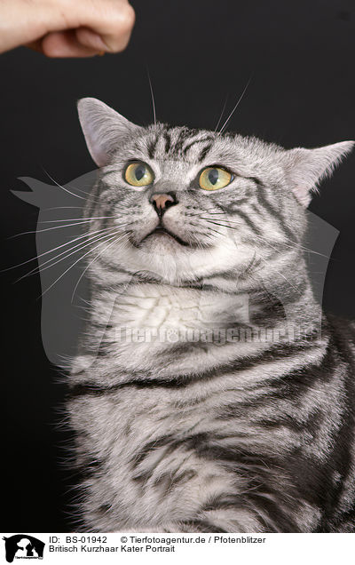 Britisch Kurzhaar Kater Portrait / british shorthair tomcat portrait / BS-01942