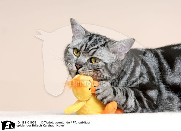 spielender Britisch Kurzhaar Kater / playing british shorthair tomcat / BS-01953