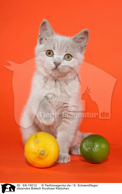 Britisch Kurzhaar Ktzchen / British Shorthair Kitten / SS-19012