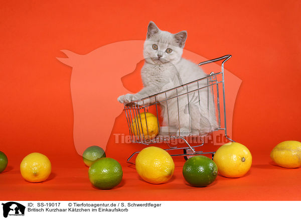 Britisch Kurzhaar Ktzchen / British Shorthair Kitten / SS-19017