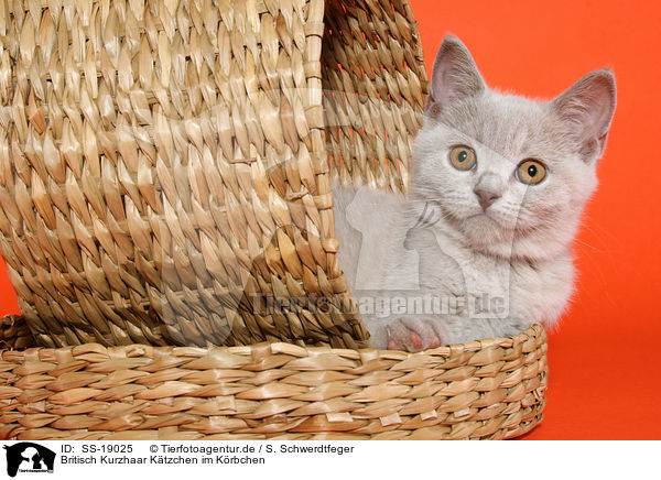 Britisch Kurzhaar Ktzchen / British Shorthair Kitten / SS-19025