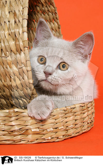 Britisch Kurzhaar Ktzchen / British Shorthair Kitten / SS-19026