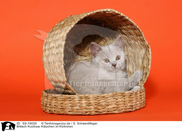 Britisch Kurzhaar Ktzchen / British Shorthair Kitten / SS-19029