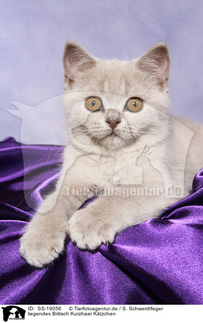 Britisch Kurzhaar Ktzchen / British Shorthair Kitten / SS-19056