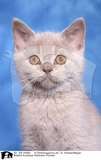 Britisch Kurzhaar Ktzchen / British Shorthair Kitten / SS-19082