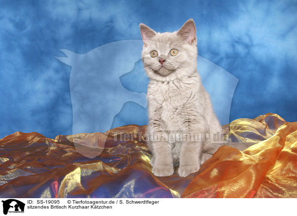 Britisch Kurzhaar Ktzchen / British Shorthair Kitten / SS-19095
