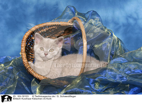 Britisch Kurzhaar Ktzchen / British Shorthair Kitten / SS-19103