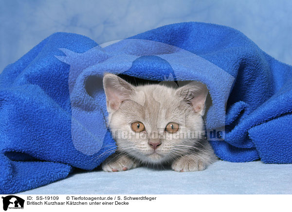 Britisch Kurzhaar Ktzchen / British Shorthair Kitten / SS-19109