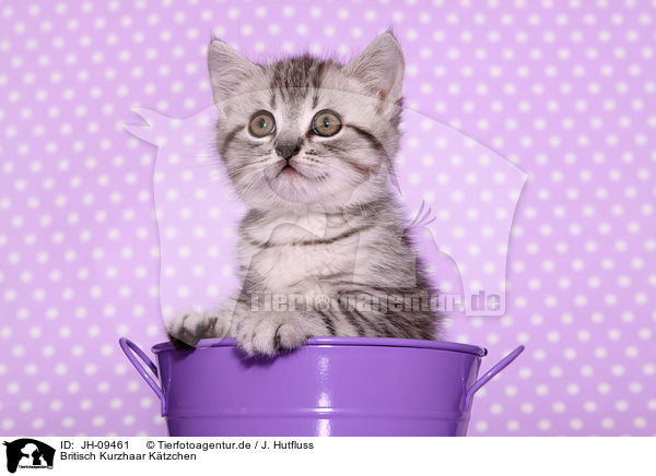 Britisch Kurzhaar Ktzchen / British Shorthair Kitten / JH-09461