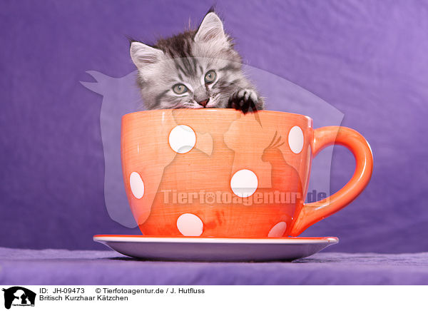 Britisch Kurzhaar Ktzchen / British Shorthair Kitten / JH-09473