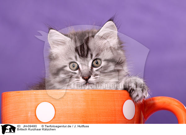 Britisch Kurzhaar Ktzchen / British Shorthair Kitten / JH-09480