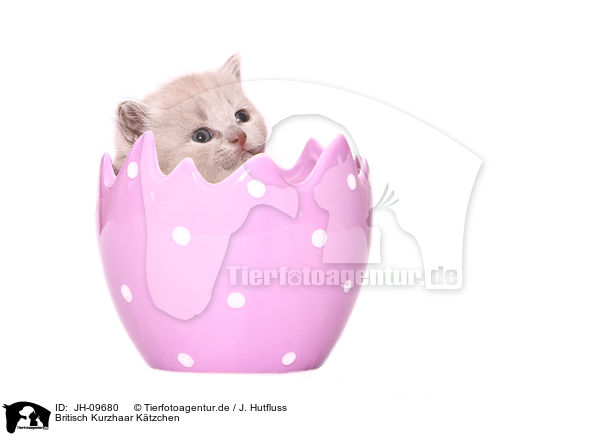 Britisch Kurzhaar Ktzchen / British Shorthair Kitten / JH-09680
