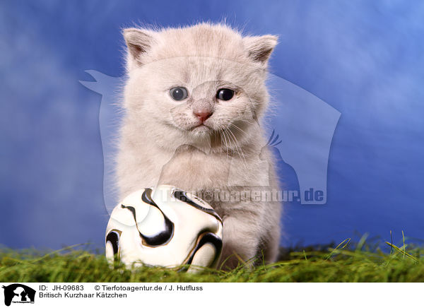 Britisch Kurzhaar Ktzchen / British Shorthair Kitten / JH-09683