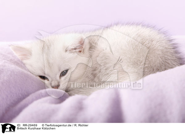 Britisch Kurzhaar Ktzchen / British Shorthair Kitten / RR-29469