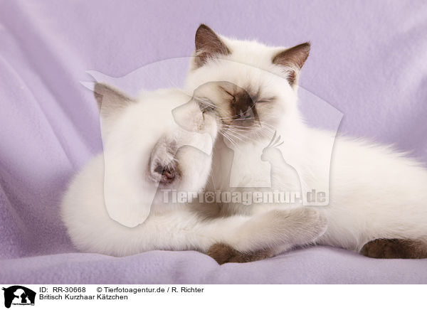 Britisch Kurzhaar Ktzchen / british shorthair kitten / RR-30668