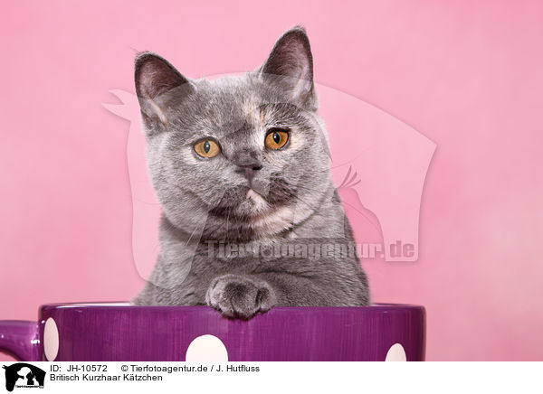 Britisch Kurzhaar K�tzchen / British Shorthair Kitten / JH-10572