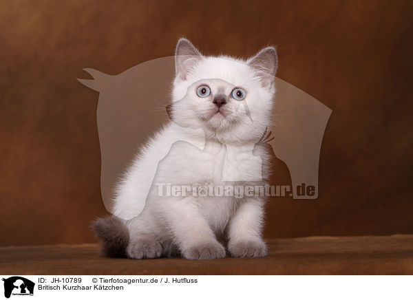 Britisch Kurzhaar Ktzchen / British Shorthair Kitten / JH-10789