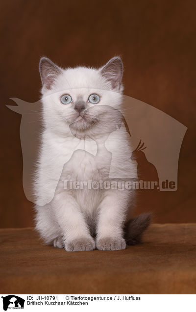 Britisch Kurzhaar Ktzchen / British Shorthair Kitten / JH-10791