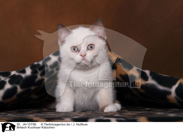 Britisch Kurzhaar Ktzchen / British Shorthair Kitten / JH-10796