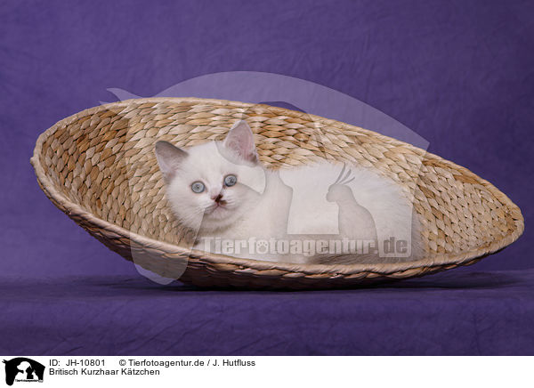 Britisch Kurzhaar Ktzchen / British Shorthair Kitten / JH-10801
