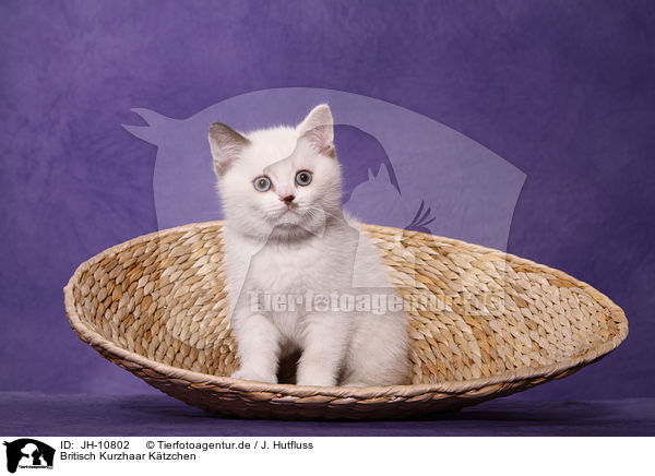 Britisch Kurzhaar Ktzchen / British Shorthair Kitten / JH-10802