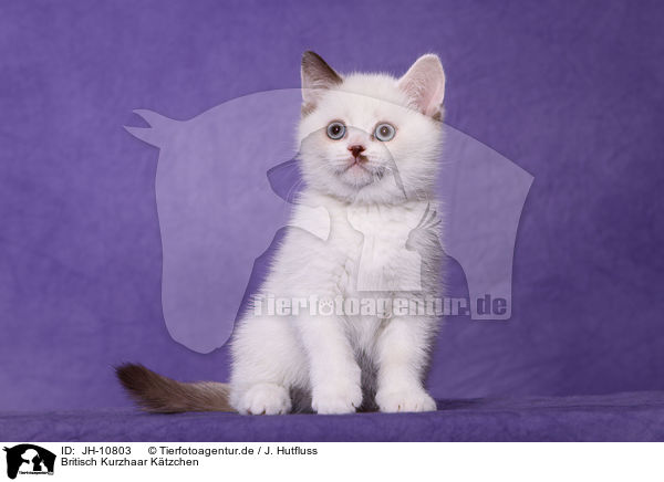 Britisch Kurzhaar Ktzchen / British Shorthair Kitten / JH-10803