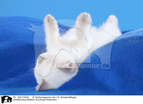 Britisch Kurzhaar Ktzchen / British Shorthair Kitten / SS-21092