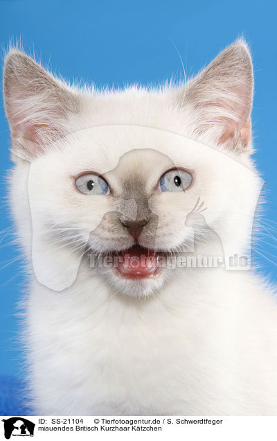 Britisch Kurzhaar Ktzchen / British Shorthair Kitten / SS-21104