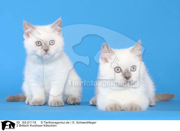 Britisch Kurzhaar Ktzchen / British Shorthair Kitten / SS-21116