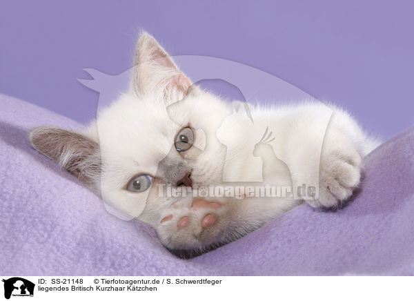 Britisch Kurzhaar Ktzchen / British Shorthair Kitten / SS-21148