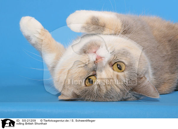 rolling British Shorthair / SS-21209