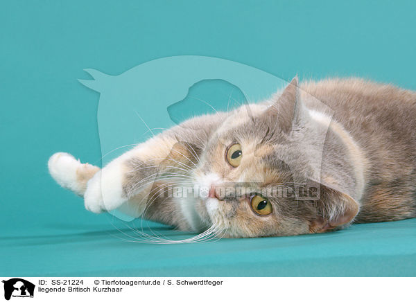 Britisch Kurzhaar / British Shorthair / SS-21224