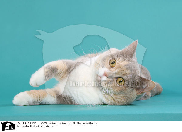 Britisch Kurzhaar / British Shorthair / SS-21226