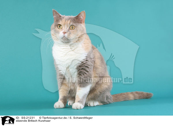 Britisch Kurzhaar / British Shorthair / SS-21231